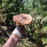 Como cosechar hongos de pino