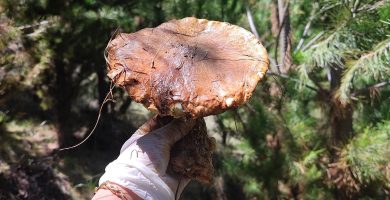 Como cosechar hongos de pino