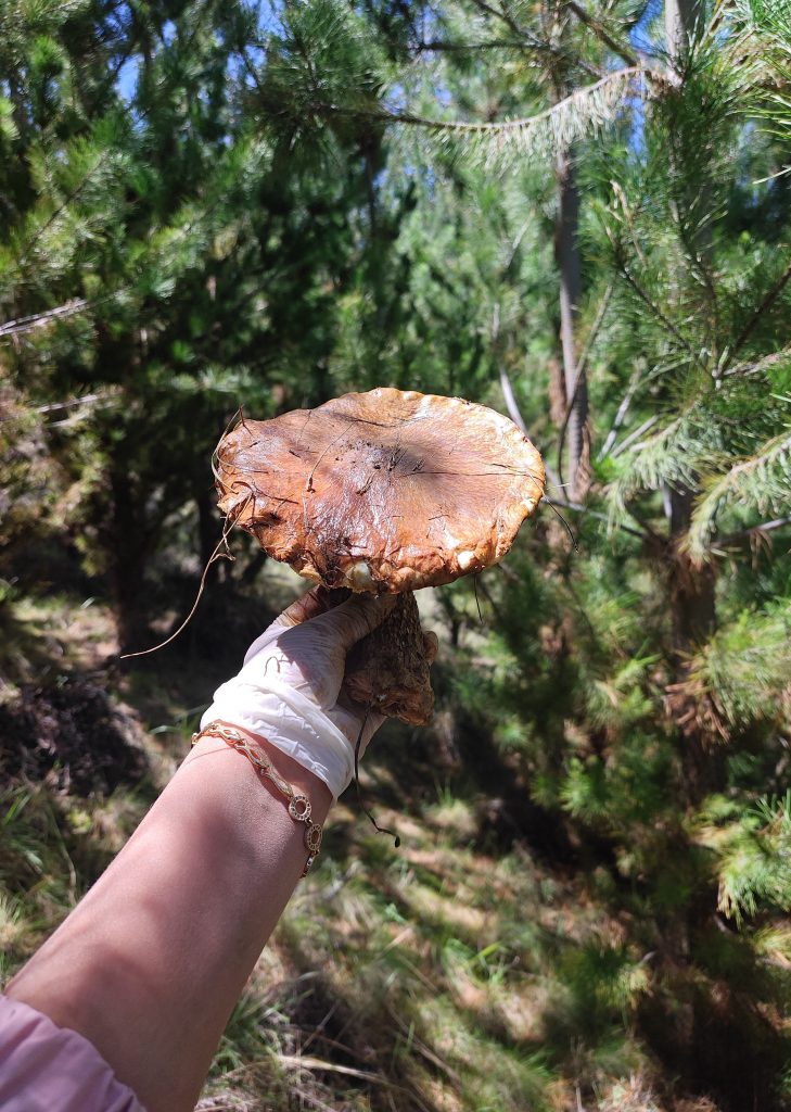 Como cosechar hongos de pino